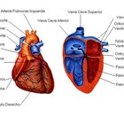 Una escala matemática predice el riesgo de muerte por insuficiencia cardiaca