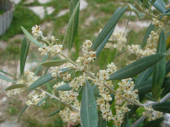 El Complejo Hospitalario de Jaén, ofrece una muestra diaria de los niveles de polen de diferentes especies de flora