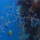 Reproducen en el laboratorio una sustancia marina con propiedades antibióticas