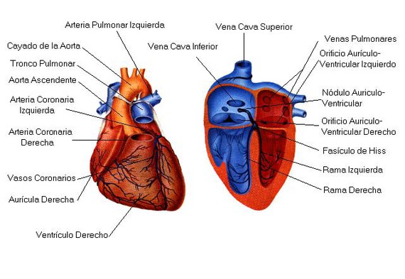 Un método físico se adentra en el bombeo del corazón