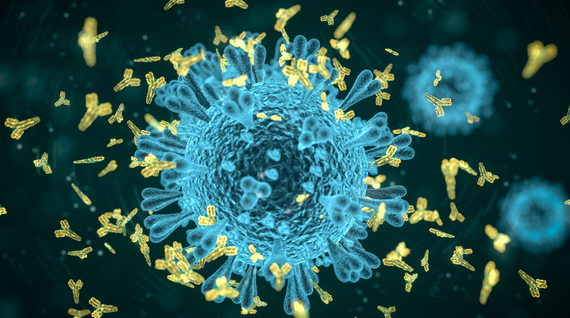 Investigadores del ibs.GRANADA generan anticuerpos monoclonales que servirán para mejorar la investigación de diferentes enfermedades