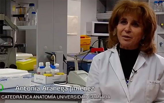 Antonia Aránega, la firme apuesta por la investigación de las células madre embrionarias