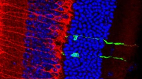 Logran reparar con células madre la retina para que detecte la luz
