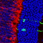 Logran reparar con células madre la retina para que detecte la luz