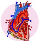 Un estudio masivo de ADN apunta a nuevos objetivos farmacológicos para el corazón