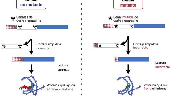 Descubren que genes clave para frenar el desarrollo de linfomas adquieren mutaciones en los sitios que regulan las 'señales de corte y empalme'