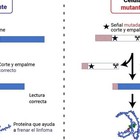 Descubren que genes clave para frenar el desarrollo de linfomas adquieren mutaciones en los sitios que regulan las 'señales de corte y empalme'
