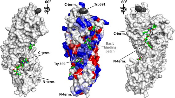 Investigadores del ibs.GRANADA identifican una proteína responsable del desarrollo y crecimiento del cáncer de pulmón