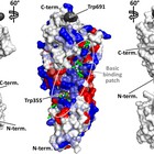 Investigadores del ibs.GRANADA identifican una proteína responsable del desarrollo y crecimiento del cáncer de pulmón