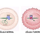 Una pista para frenar el cáncer de pulmón: cómo RBM10 influye en ARN circulares que limitan el crecimiento tumoral