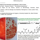 Microbiólogos del HVN clarifican la virulencia del estreptococo de grupo B en recién nacidos