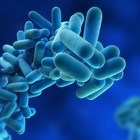 Un test español reduce a una hora la detección de Legionella