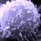 Científicos ingleses descubren una proteína que puede acabar con todos los cánceres