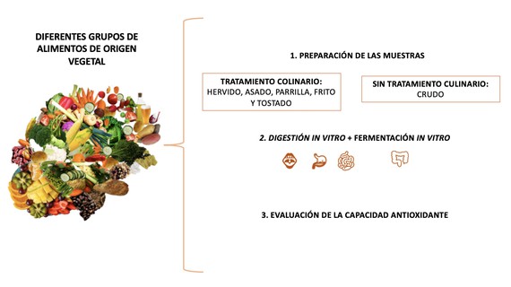 Investigadores del ibs.GRANADA demuestran que la microbiota implicada en la digestión puede aumentar la capacidad antioxidante de los alimentos