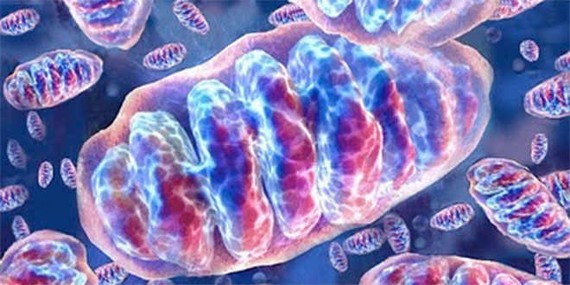 Hallan un gen capaz de ayudar a las células 'cansadas' en enfermos mitocondriales