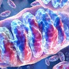 Hallan un gen capaz de ayudar a las células 'cansadas' en enfermos mitocondriales