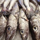 Los ácidos grasos del pescado protegen frente al cáncer de mama