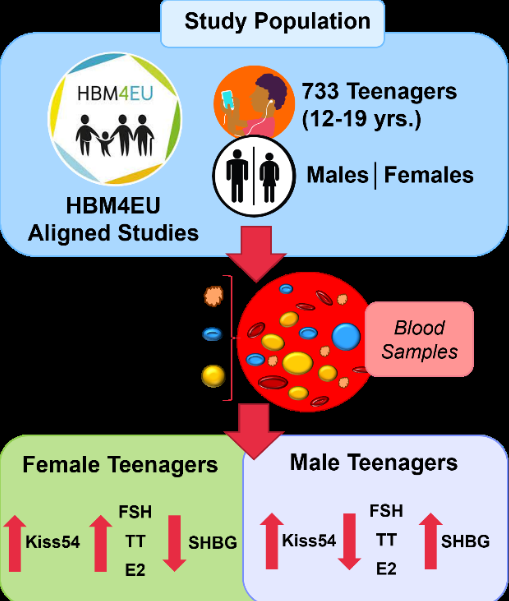 Un estudio del ibs.GRANADA revela que la exposición a compuestos perfluorados (PFAS) afecta a la salud reproductiva de los adolescentes