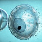Andalucía contará con el primer comité autonómico con plena capacidad para autorizar investigaciones con preembriones