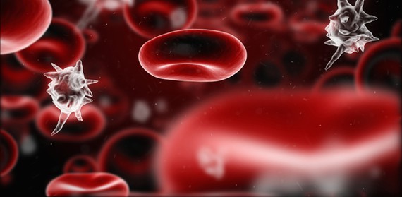 Descubierta una proteína responsable de la respuesta inflamatoria en la hemorragia y la sepsis