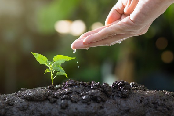 Manos en la tierra, mente en calma: plantar árboles contra el distrés emocional