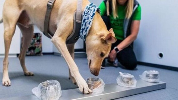 Los perros pueden detectar a los contagiados por coronavirus